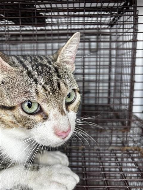 Unknown - Domestic Short Hair