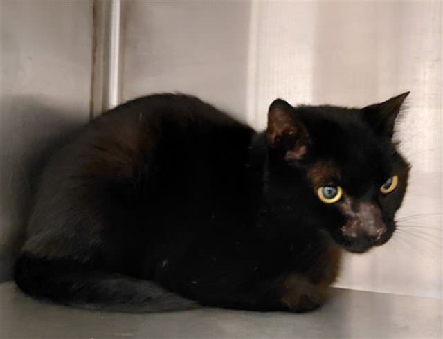 Unknown - Domestic Short Hair
