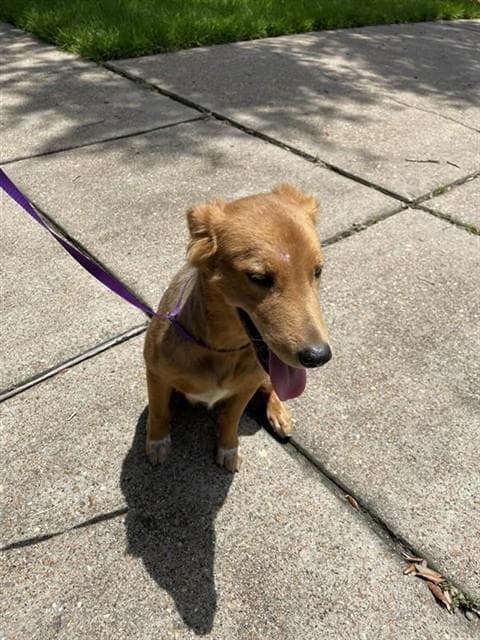 Unknown - Golden Retriever