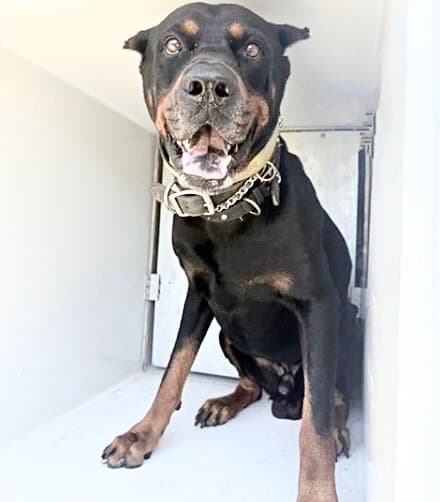 Scooby - Rottweiler