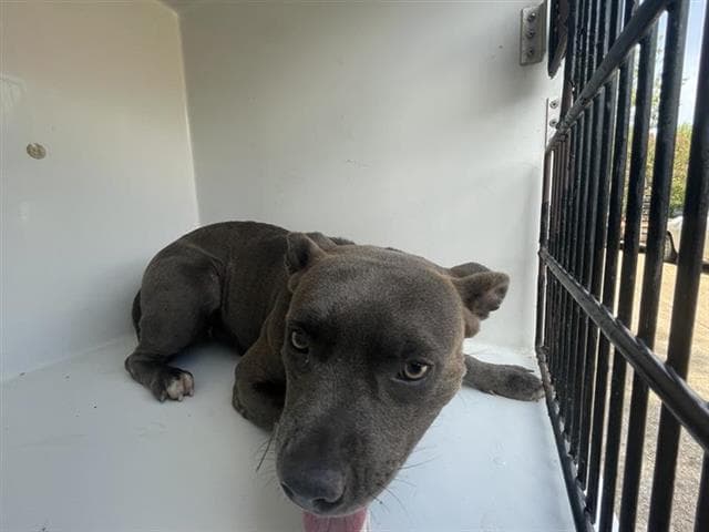 Unknown - Pit Bull Terrier