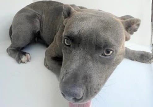 Unknown - Pit Bull Terrier