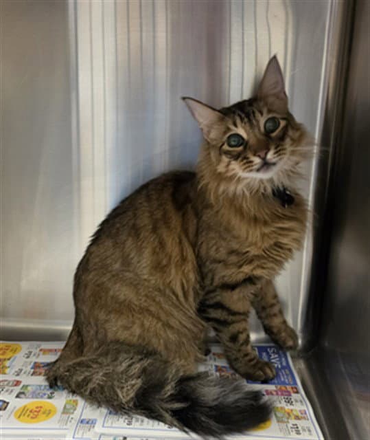 Kasi - Domestic Short Hair