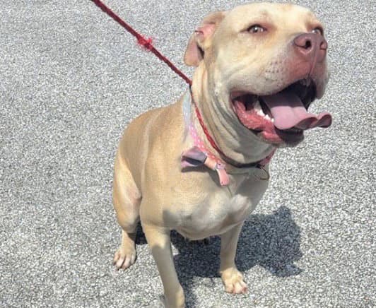 Unknown - Pit Bull Terrier