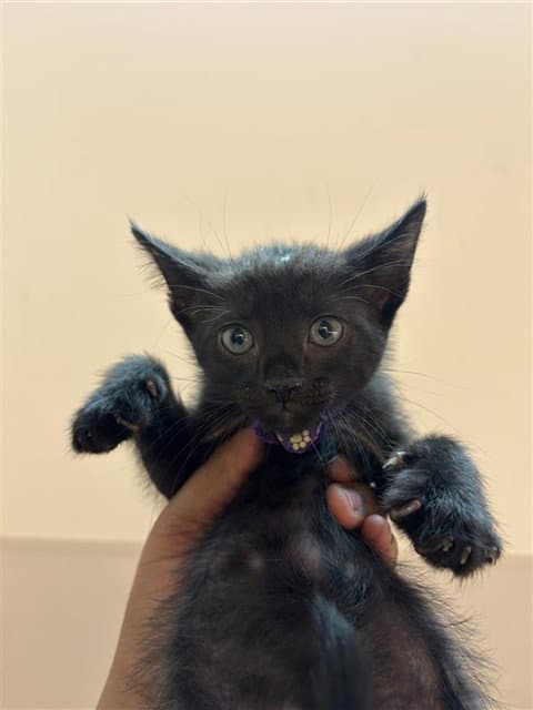Soot - Domestic Short Hair