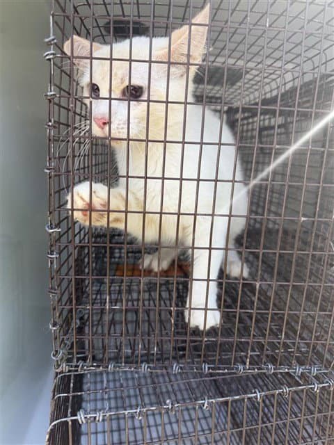 Unknown - Domestic Short Hair