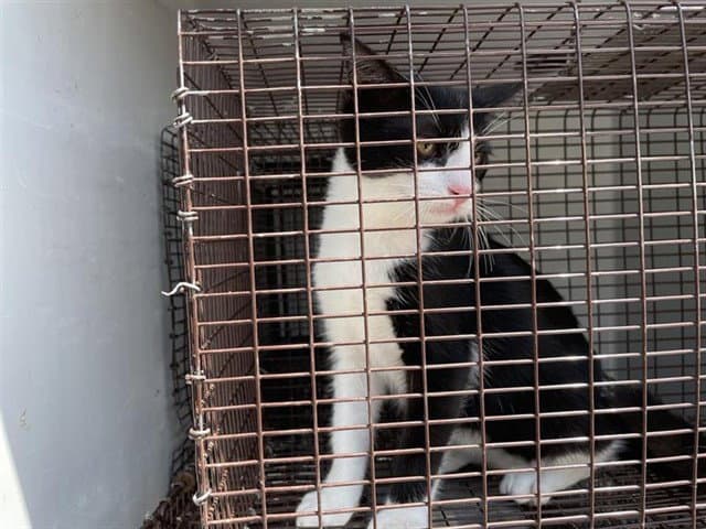 Unknown - Domestic Short Hair