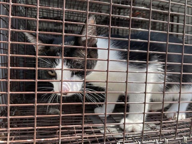 Unknown - Domestic Short Hair