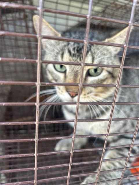 Unknown - Domestic Short Hair