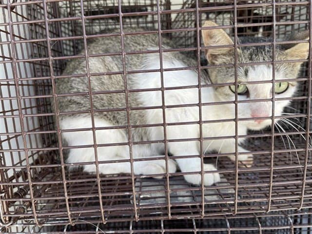 Unknown - Domestic Short Hair