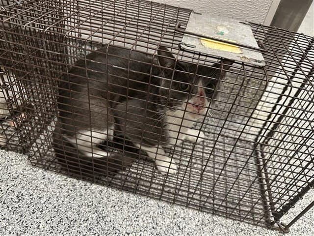 Unknown - Domestic Short Hair