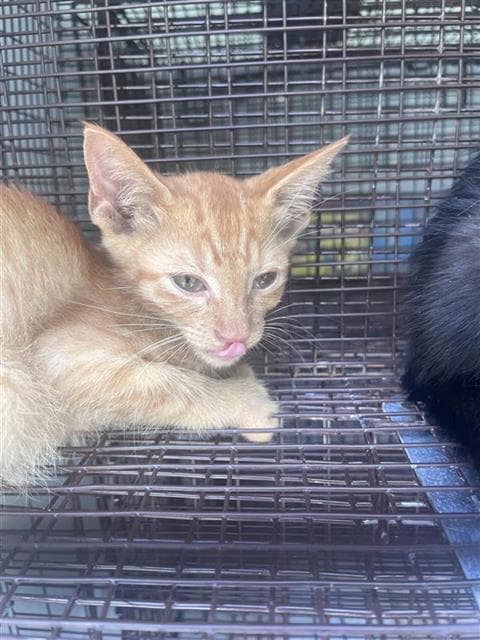 Unknown - Domestic Short Hair