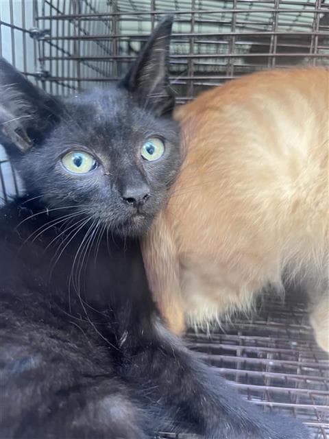 Unknown - Domestic Short Hair