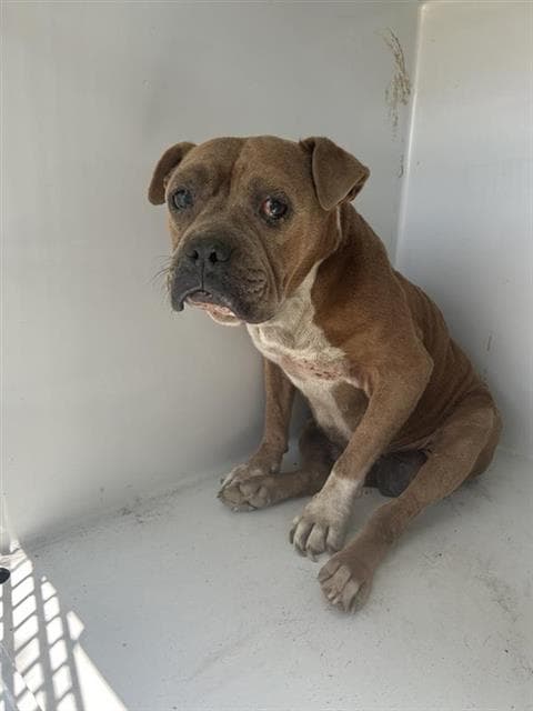 Unknown - Pit Bull Terrier