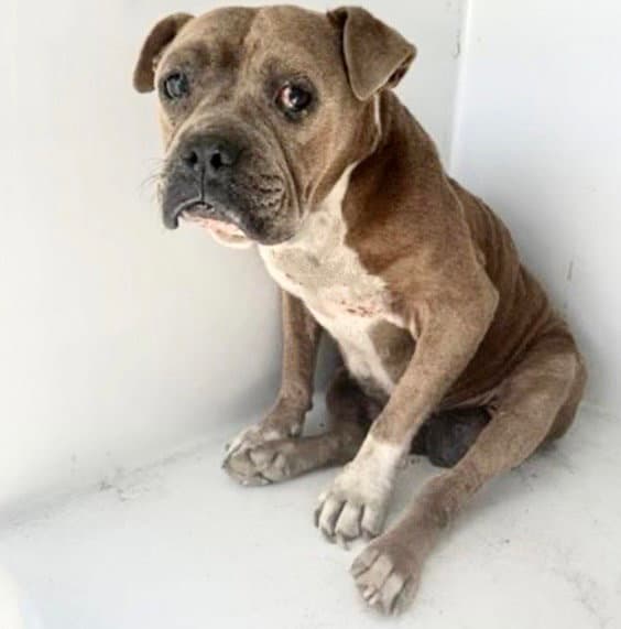 Unknown - Pit Bull Terrier