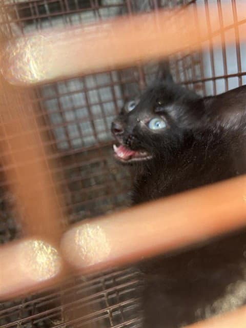 Unknown - Domestic Short Hair