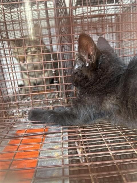 Unknown - Domestic Short Hair