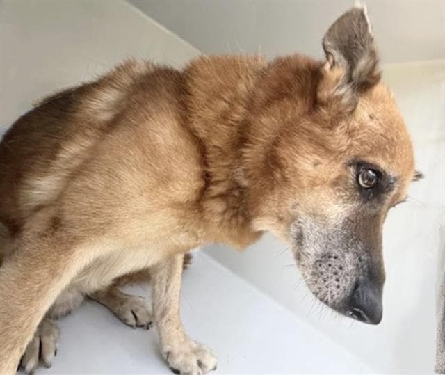 Unknown - German Shepherd Dog