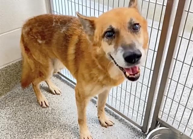 Unknown - German Shepherd Dog