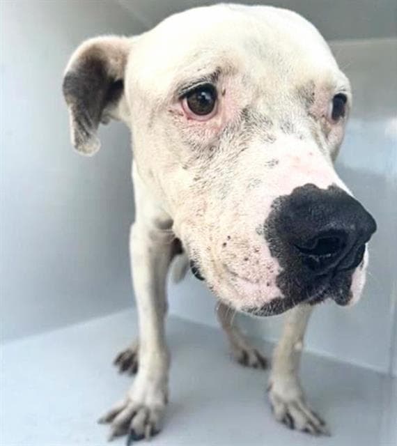 Fred - Pit Bull Terrier