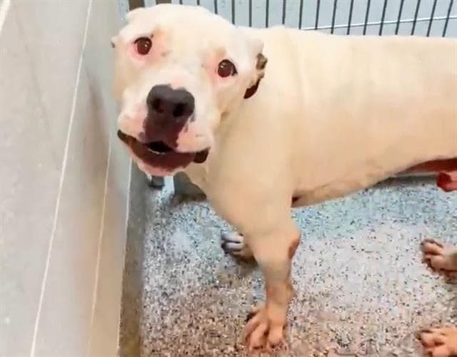 Fred - Pit Bull Terrier
