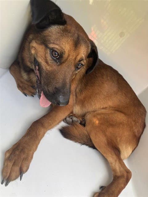 Unknown - Black Mouth Cur