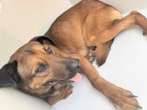 Unknown - Black Mouth Cur