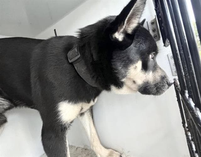 Unknown - Siberian Husky