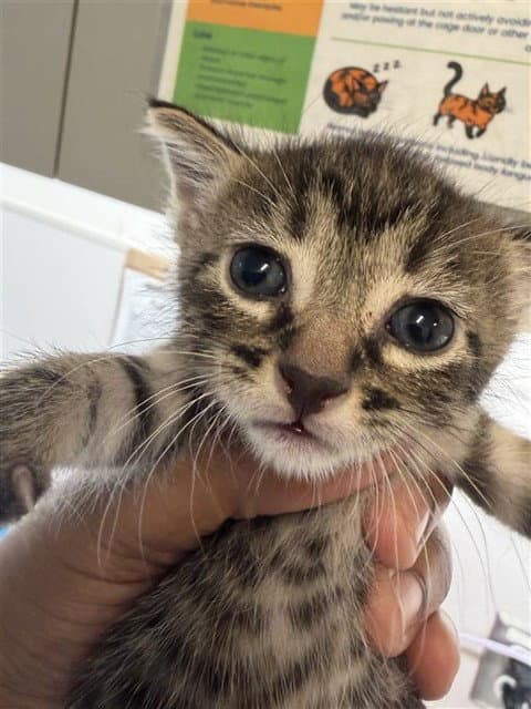 Poochie - Domestic Short Hair