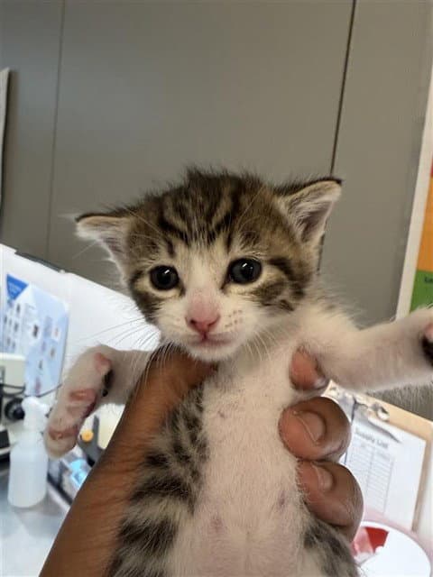 Muezza - Domestic Short Hair