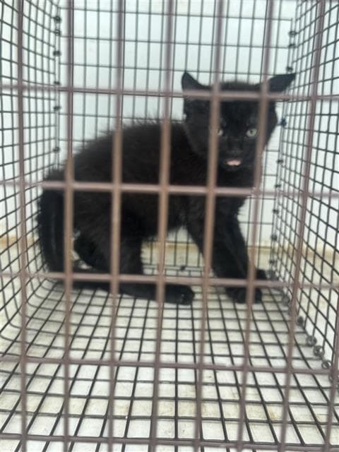 Bruce - Domestic Short Hair