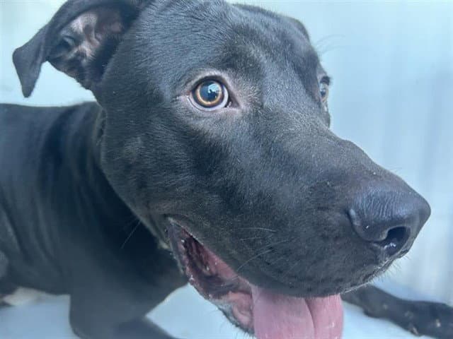 Unknown - Pit Bull Terrier