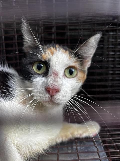 Unknown - Domestic Short Hair