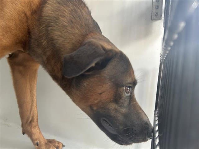 Unknown - German Shepherd Dog