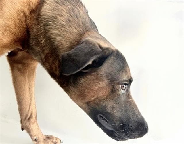 Unknown - German Shepherd Dog