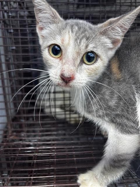 Unknown - Domestic Short Hair