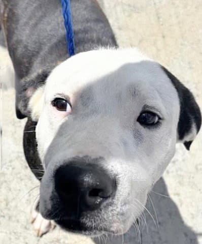 Unknown - Pit Bull Terrier