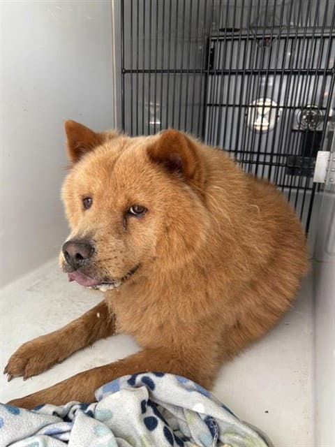 Unknown - Chow Chow
