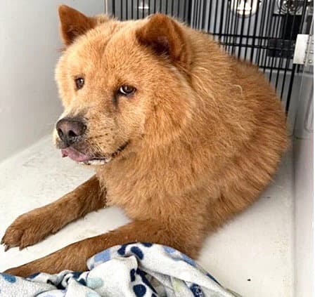 Unknown - Chow Chow