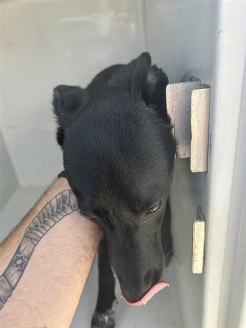 Unknown - Labrador Retriever