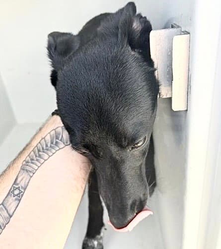 Unknown - Labrador Retriever