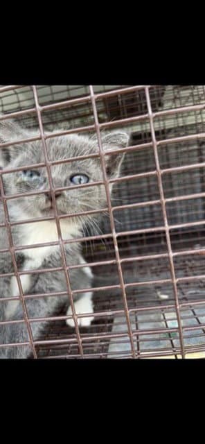 Unknown - Domestic Short Hair