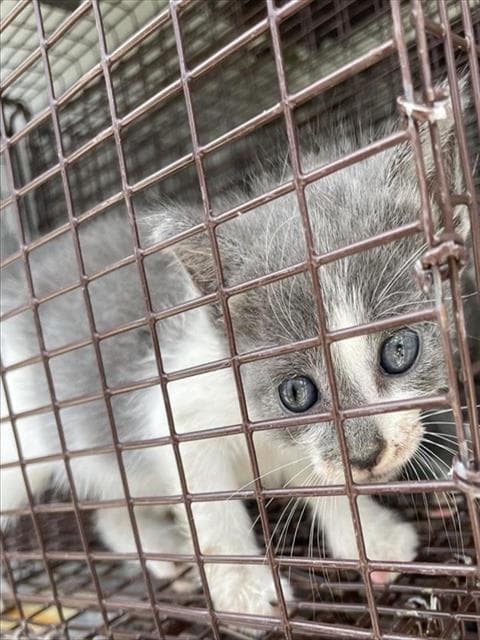 Unknown - Domestic Short Hair