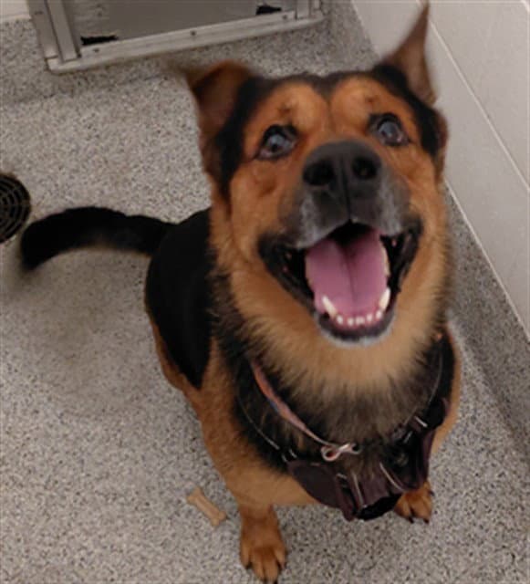 Major - German Shepherd Dog