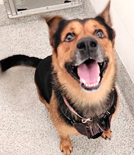 Major - German Shepherd Dog