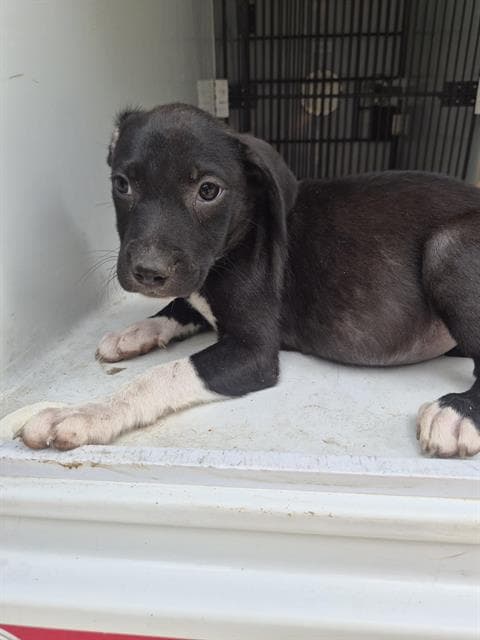 Unknown - Pit Bull Terrier