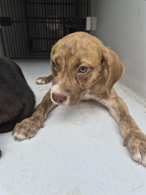 Unknown - Pit Bull Terrier