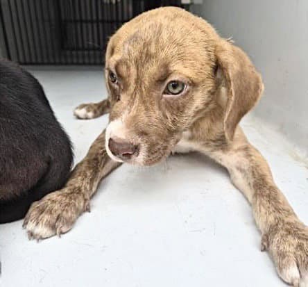 Unknown - Pit Bull Terrier