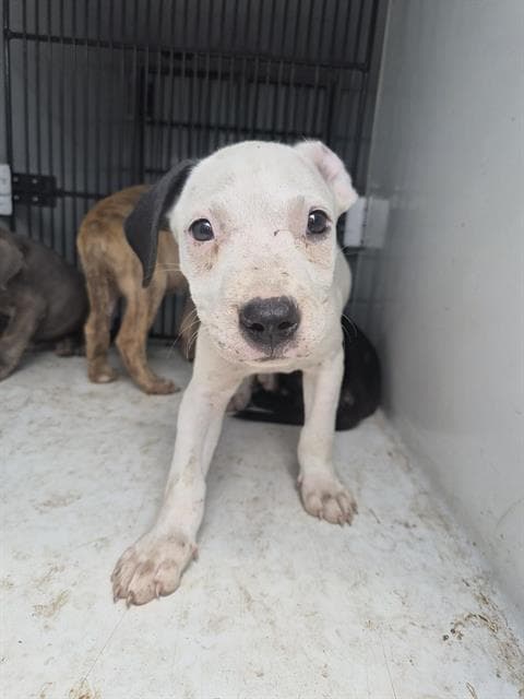 Unknown - Pit Bull Terrier