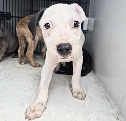 Unknown - Pit Bull Terrier
